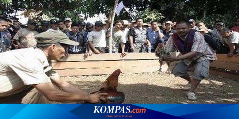 Penggemar Ayam Jago Gugat Rp 15 Miliar