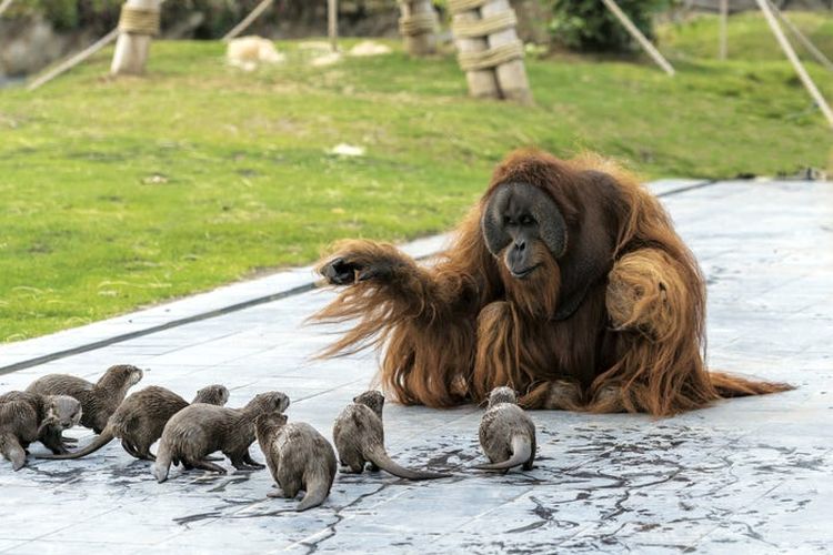 Potret keluarga Orangutan di Kebun Binatang Belgia bertemu dengan kelompok Berang-berang.