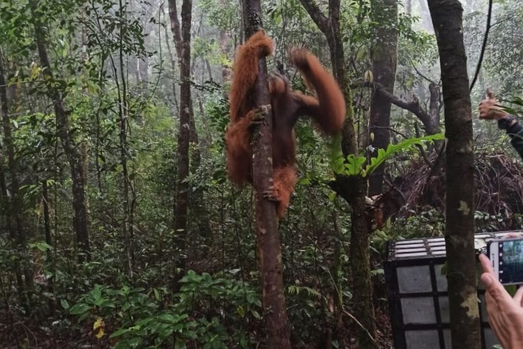 Kepala Balai Besar KSDA Sumatera Utara, Hotmauli Sianturi bersama tim dan petugas lainnya melepasliarkan Paya, satu individu Orangutan Tapanuli di Kawasan Cagar Alam Sibualbuali, Sipirok, Tapsel, Senin (9/12/2019).