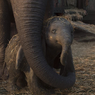 Sinopsis Film Dumbo, Gajah Kecil dengan Kemampuan Istimewa