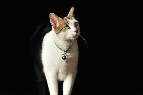 Kucing Lebih Rentan Tertular Covid-19 Daripada Anjing, Apa Sebabnya?