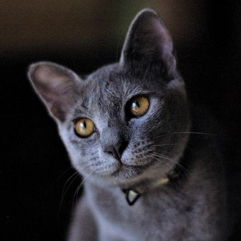 Ilustrasi kucing melihat dalam kondisi gelap. 