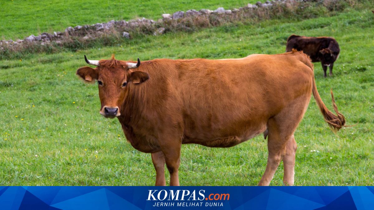 Lima Sapi Ditinggalkan di Pulau Terpencil, Begini Rahasia Mereka ...