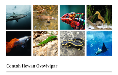 Contoh hewan ovovivipar adalah hiu, ikan pari, kuda laut, ikan guppy, platipus, kadal, salamander, dan bunglon. 