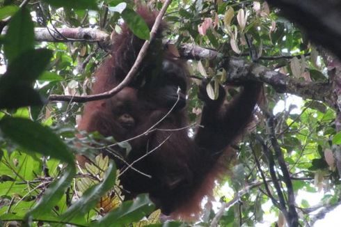 Melestarikan Orangutan di Kapuas Hulu melalui Ekowisata