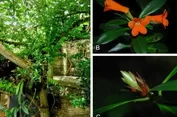 BRIN Identfikasi Spesies Baru Rhododendron yombuwurii di Sulawesi Tengah