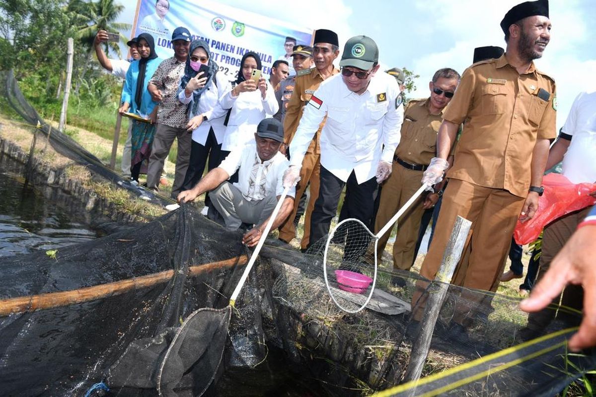 Sekretaris Jenderal Kementerian Desa, Pembangunan Daerah Tertinggal dan Transmigrasi Taufik Madjid menghadiri Kegiatan Perancangan Agrowisata Jarakore dan Panen Ikan Nila Hasil Demplot Kegiatan program Tekad di Desa Jarakore, Kecamatan Sahu, Halmahera Barat, Maluku Utara. Senin (4/9/2023).