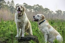 Sekolah di Massachusetts Kerahkan 2 Anjing Labrador Deteksi Covid-19