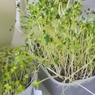 Mengenal Microgreens, Solusi Menanam Jika Tak Punya Lahan
