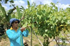 Kacang Sacha Inchi, Komoditas yang Mulai Jadi Primadona Petani