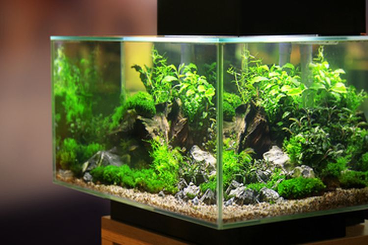 750+ Dekorasi Aquarium Air Laut HD Terbaik