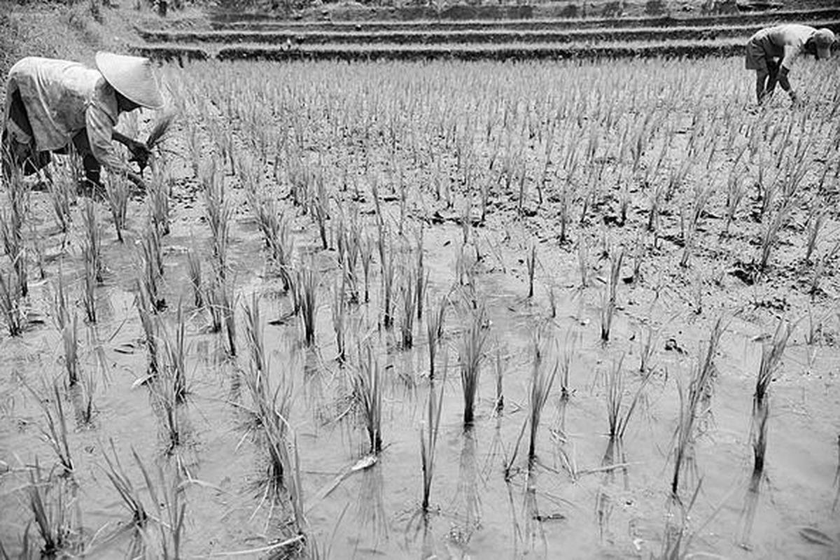 Jinem menyiangi dan menyulam tanaman padi yang sudah berusia 20 hari di Desa Sendang Ijo, Kecamatan Selogiri, Wonogiri, Jawa Tengah, Kamis (24/2). Akibat terserang penyakit kerdil batang yang ditinggalkan hama wereng pada musim tanam sebelumnya, pertumbuhan tanaman terganggu. Tanaman berusia 20 hari ini tampak seperti baru satu pekan.