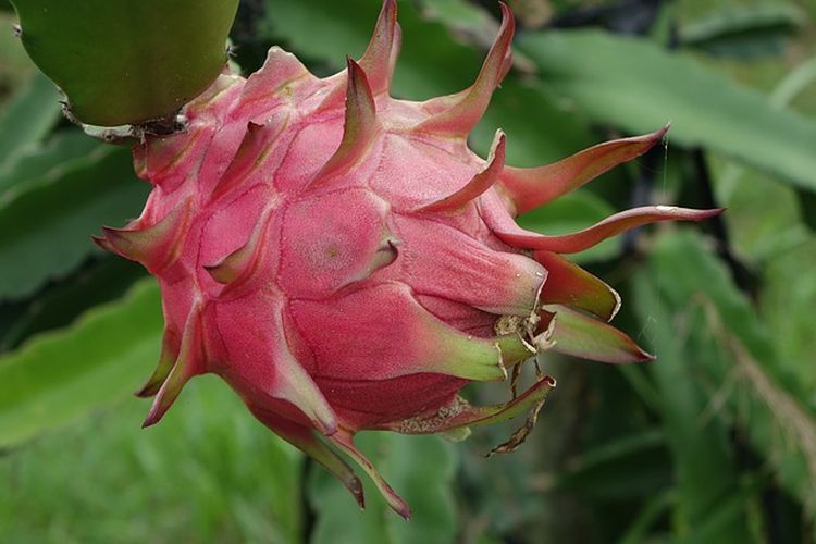 Ilustrasi buah naga. Kabupaten Banyuwangi dikenal sebagai daerah penghasil buah naga terbesar di Indonesia.