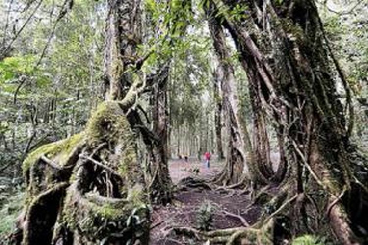 Pengunjung mengamati pohon beringin raksasa yang diperkirakan berusia ratusan tahun di Kebun Raya Eka Karya Bali di Bedugul, Kabupaten Tabanan, Bali, April lalu. Kebun raya yang memiliki luas 157,5 hektar ini mempunyai koleksi 2.000 spesies tanaman.