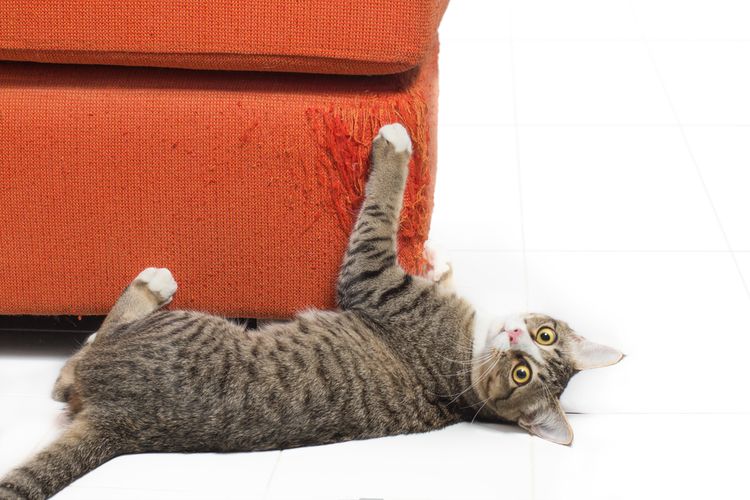 Ilustrasi kucing menggaruk sofa