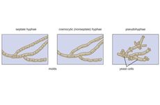 Hifa Jamur Multiseluler: Pengertian dan Jenisnya