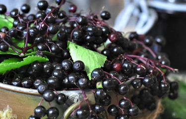 Ilustrasi buah elderberry. 