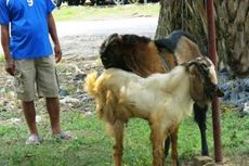 Kambing Berkaki Tiga Ini Doyan Nasi Padang