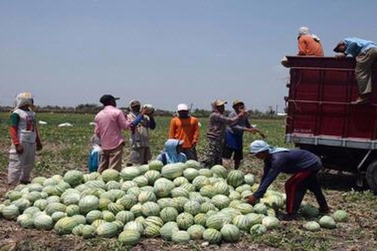 Terbaru 30 Gambar  Kartun  Petani  Menanam  Semangka  