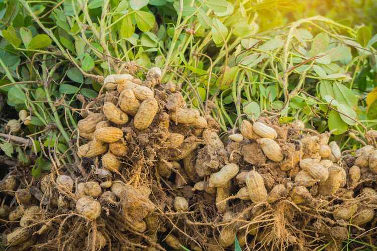 Kemarau Sejak Mei Ubah Pola Tanam Petani Sukoharjo, Kacang Tanah Panen dalam 3 Bulan