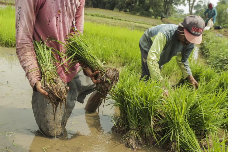 Petani memanen benih padi di Cibeureum, Kota Sukabumi, Jawa Barat, Sabtu (4/5/2024). Badan Pusat Statistik mencatat Nilai Tukar Petani (NTP) nasional pada April 2024 sebesar 116,79 atau turun sebesar 2,18 persen dibandingkan bulan sebelumnya yang mencapai 119,39, seiring turunnya indeks harga terima petani yang dipengaruhi oleh harga gabah. 