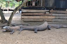 Cegah Komodo Dipancing Berenang, Papan Peringatan Akan Dipasang di Taman Nasional Komodo