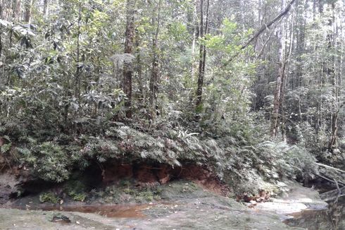 Menelusuri Hutan Batang Toru, Mencari Sosok Orangutan Tapanuli