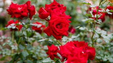 7 Cara Merawat Tanaman Bunga di Dalam Pot agar Tumbuh Subur