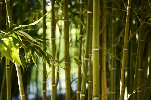Kenapa Bambu Disebut Tanaman dengan Pertumbuhan Paling Cepat?