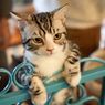 Mengapa Kucing Liar Sering Datang ke Rumah? Ini 4 Alasannya