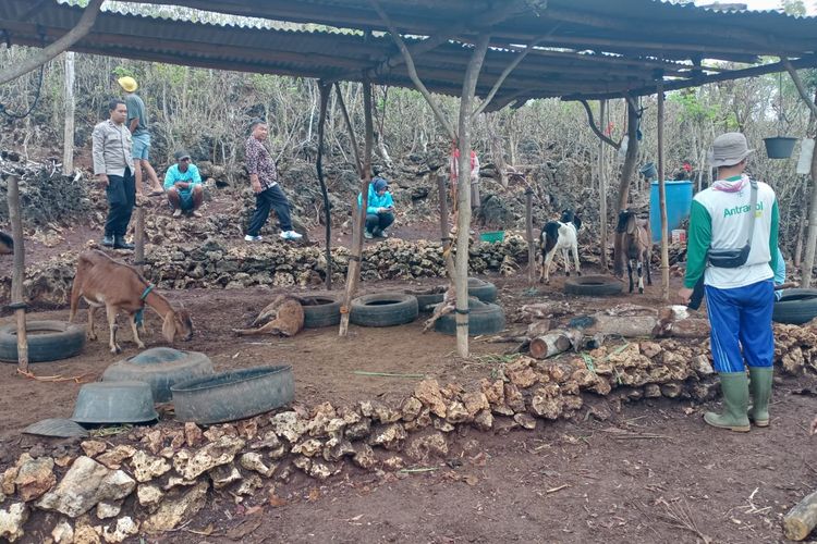 9 Kambing di Rongkop Gunungkidul Mati Diserang Hewan Liar 