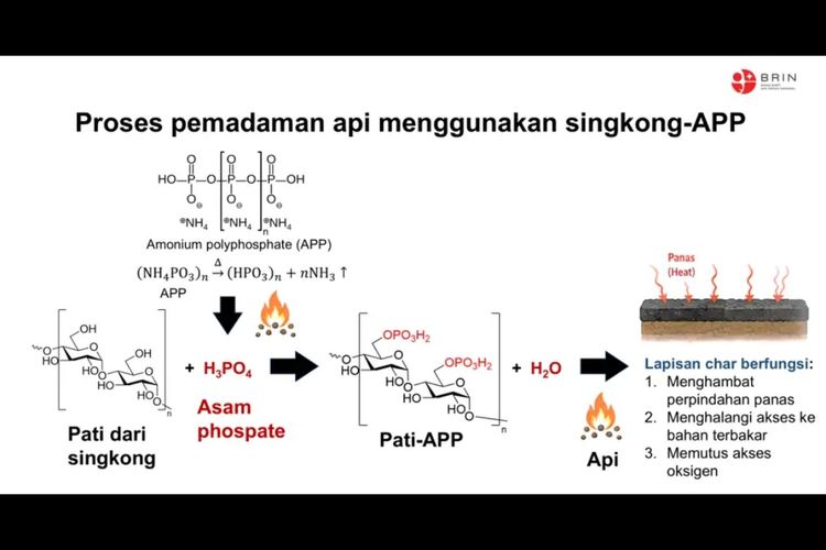 Periset BRIN Yakin Pati Singkong Bisa Padamkan Api, tetapi...