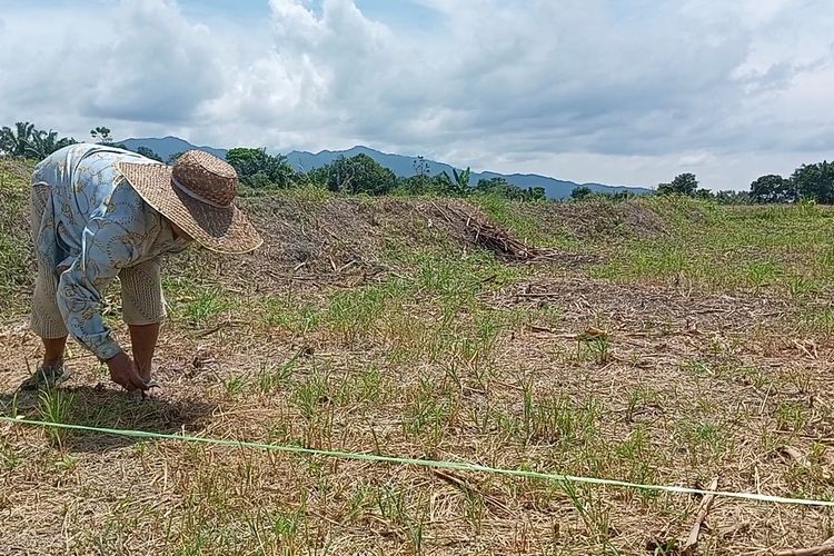 Panas terik di siang hari itu tak menyurutkan Imelda Damanik (58) bersama suami dan dua keponakannya menanam jagung. Dia punya harapan besar pada jagung karena sudah dua tahun terakhir tak bisa panen padi sebutir pun di tanah tersebut akibat serangan hama tikus yang sulit dikendalikan di Desa Panei Tongah, Kecamatan Panei, Kabupaten Simalungun