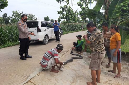 Ular King Kobra Bermunculan di Grobogan, Panjang 4 Meter Ditemukan di Pohon Pisang