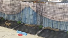 Dari Pemburu Menuju Thailand, Ini Alur Perdagangan Komodo yang Dibongkar Polda Jatim