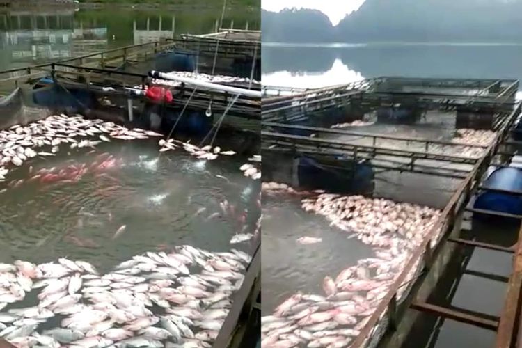 MATI-Nampak ribuan ikan milik petani di Telaga Ngebel mati mengapung mendadak Senin (2/1/2023). Diduga ribuan ikan milik petani mati terkena semburan gas belerang dari dasar Telaga Ngebel.