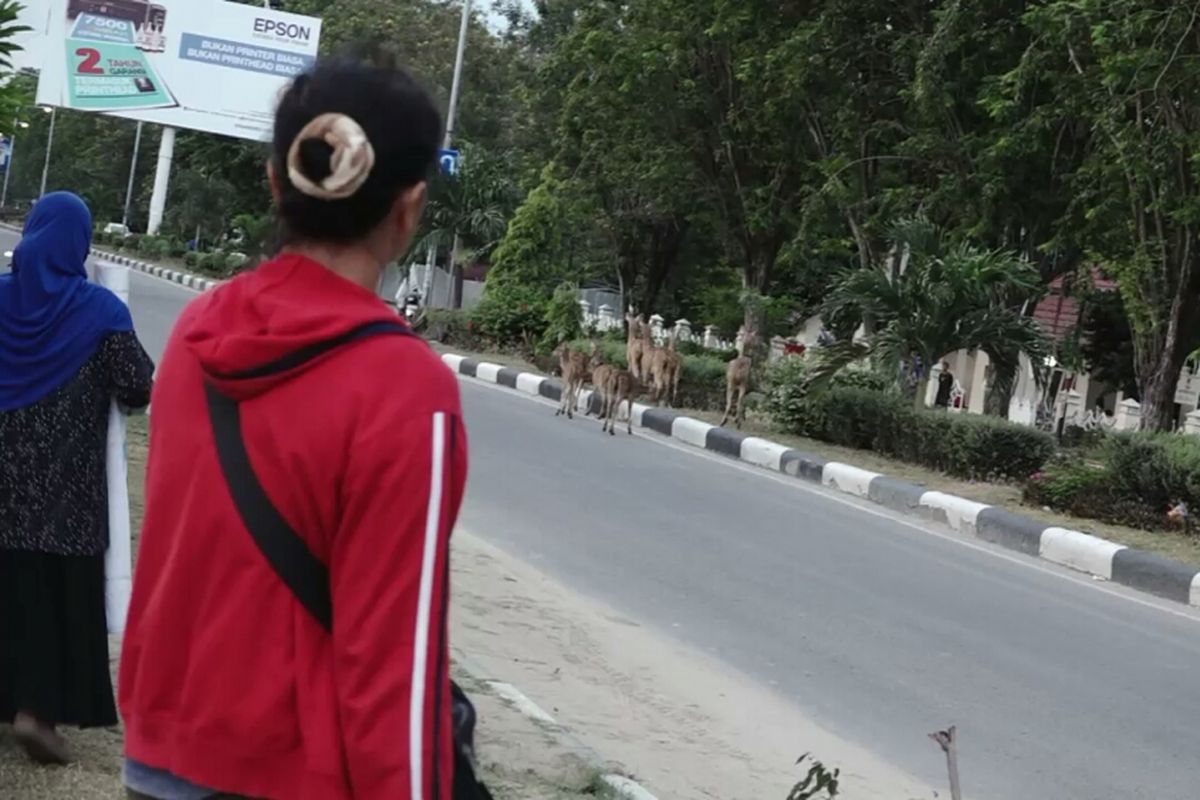Kawanan rusa berkeliaran di Jalan Raya Kota Palu, Sulawesi Tengah. Selasa, (9/10/2018).