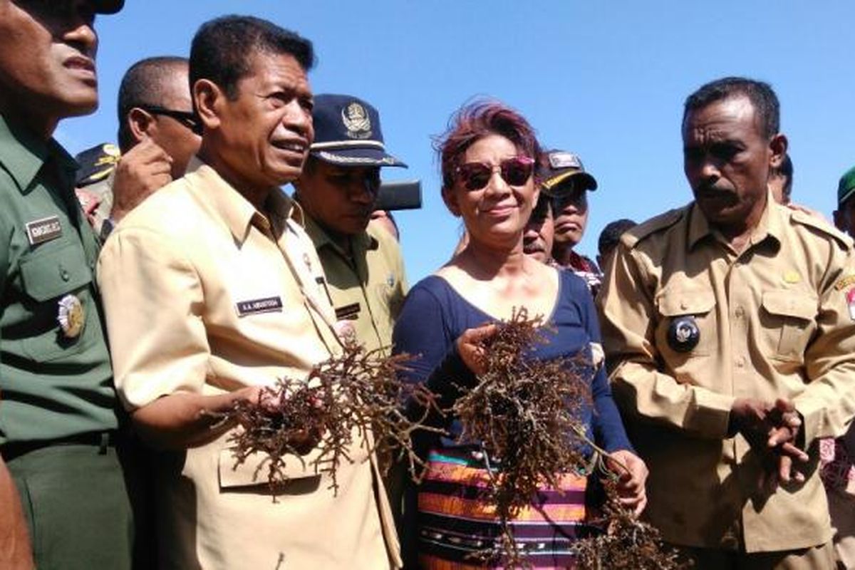 Menteri Kelautan dan Perikanan Susi Pudjiastuti meninjau rumput laut hasil budidaya masyarakat Desa Babukerong, Lembata, NTT, Sabtu (11/6/2016). Tahun ini, DJPB KKP menganggarkan Rp 150 miliar untuk program budidaya rumput laut.