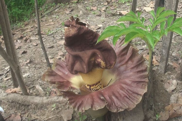 Bunga bangkai atau Amorphophalus Titanum    berukuran  lebar 25cm dan tinggi 30 cm yang ditemukan mekar di Desa Tebing Gerinting Utara Kecamatan Indralaya Selatan Ogan Ilir