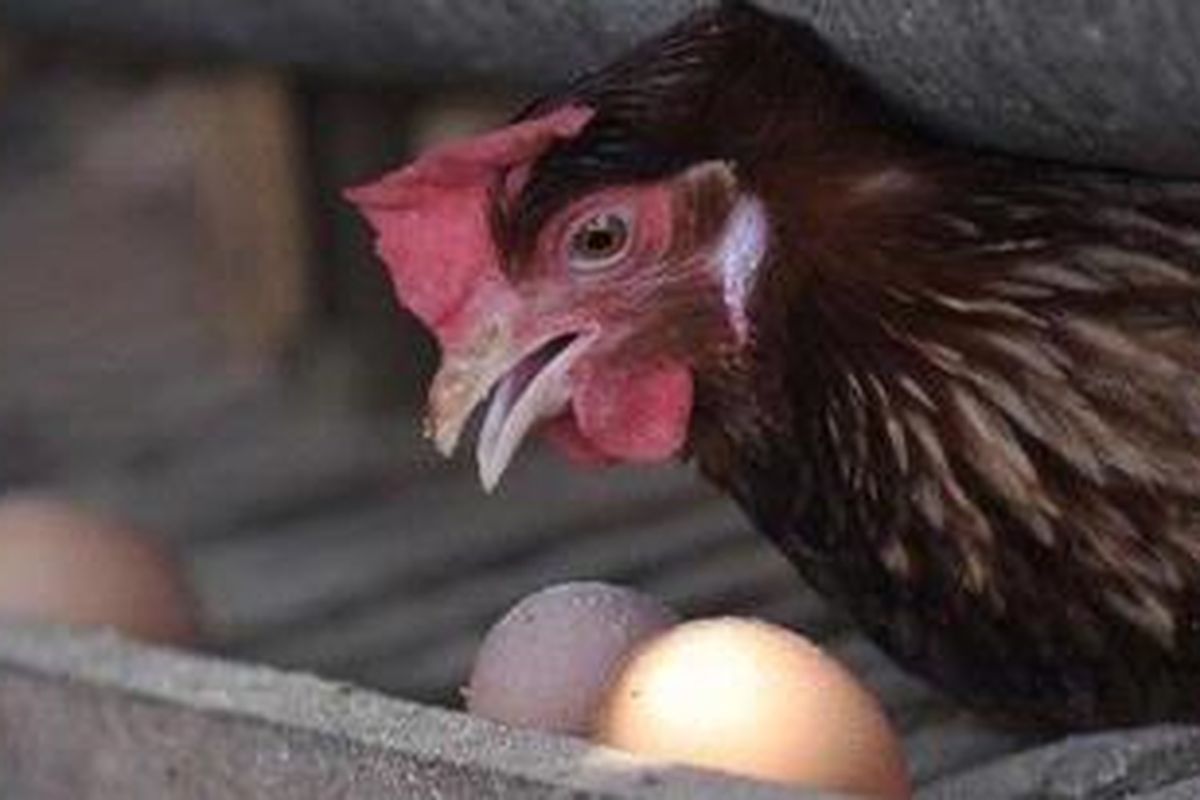 Ayam petelur di sentra peternakan ayam petelur di Desa Jeruksawit, Kecamatan Gondangrejo, Kabupaten Karanganyar, Jawa Tengah, Kamis (15/7/2010).  