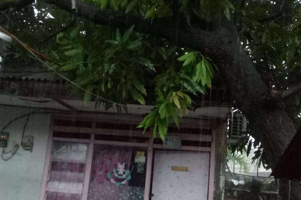 Pohon tumbang menimpa rumah di Jalan H. Misar, Kembangan, Jakarta Barat, Rabu (14/4/2021).