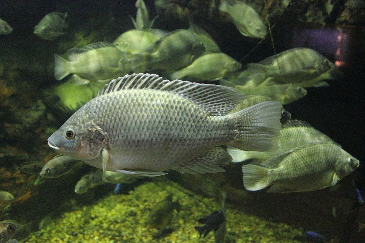 Ikan mujair atau Mozambique Tilapia di Cincinnati Zoo.