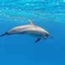 93 Persen Habitat Paus dan Lumba-lumba di Barat Sumatera di Luar Area Lindung