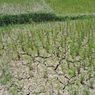 Antisipasi Kekeringan, Mentan Minta Petani Terapkan 2 Cara Ini
