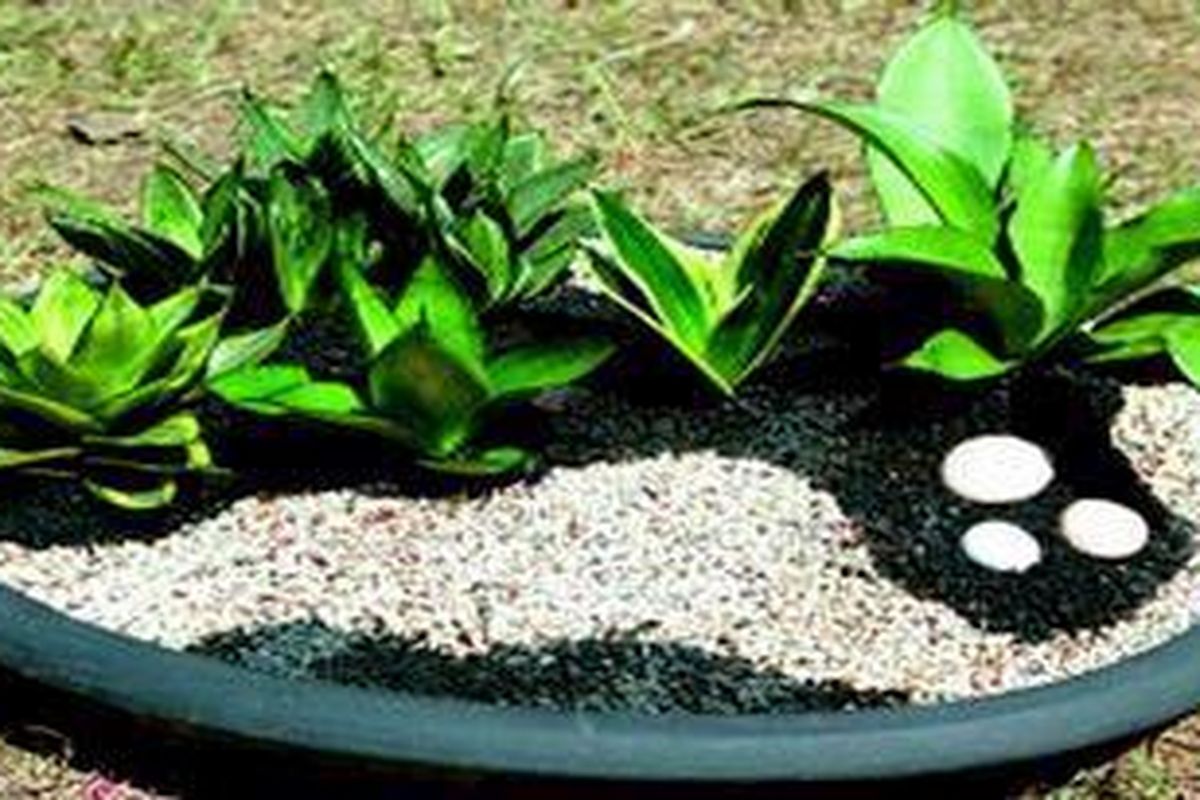 Menata taman mini hampir mirip dengan mengatur taman pada umumnya. Selain mengatur tanamannya, kita juga perlu mengatur penggunaan pasir dan batu sebagai elemen pemanis agar taman tampak lebih cantik.