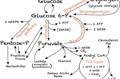 Fungsi, Sumber, dan Metabolisme Karbohidrat