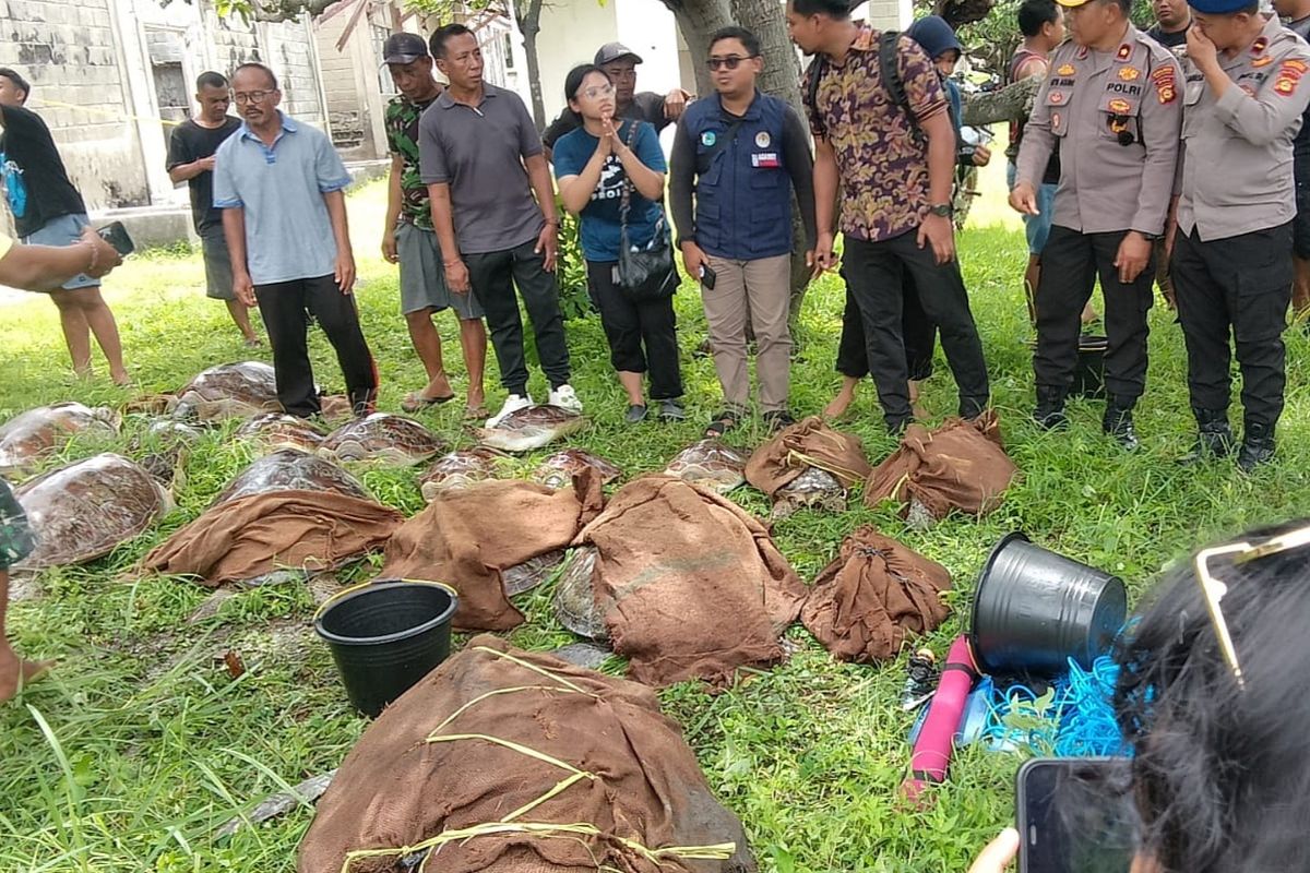 Puluhan ekor penyu yang ditemukan di Desa Pemuteran, Kecamatan Gerokgak, Kabupaten Buleleng, Provinsi Bali, Jumat (24/1/2025).