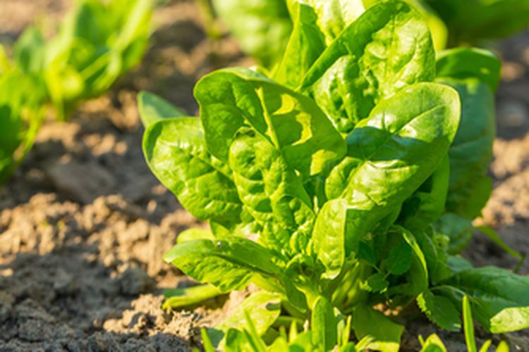 Ilustrasi tanaman bayam di pekarangan rumah