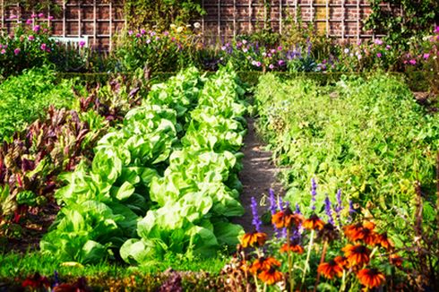 Tips Membuat Kebun Sayur di Rumah yang Sehat dan Produktif