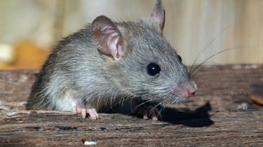 Jangan Abaikan, Ini Tanda-tanda Tikus Mulai Bersarang di Rumah